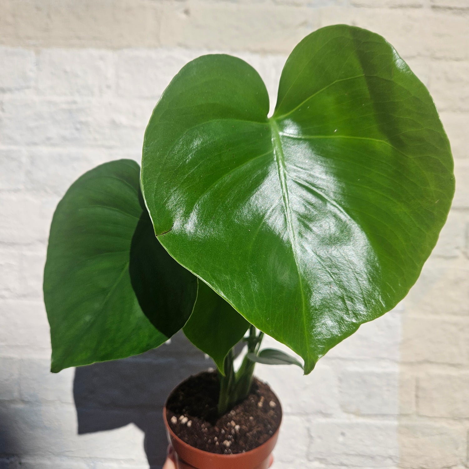 Monstera deliciosa &