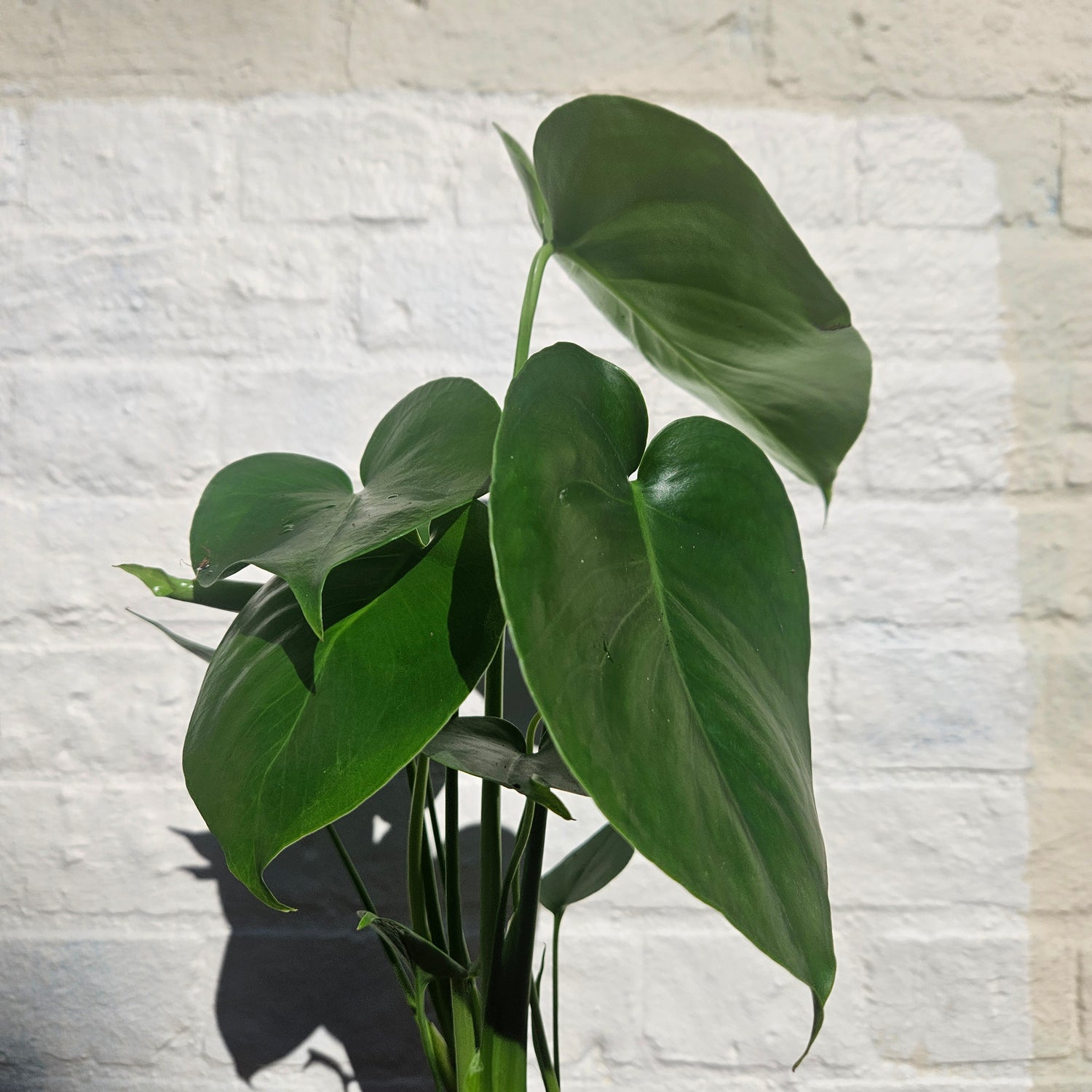 Monstera deliciosa &