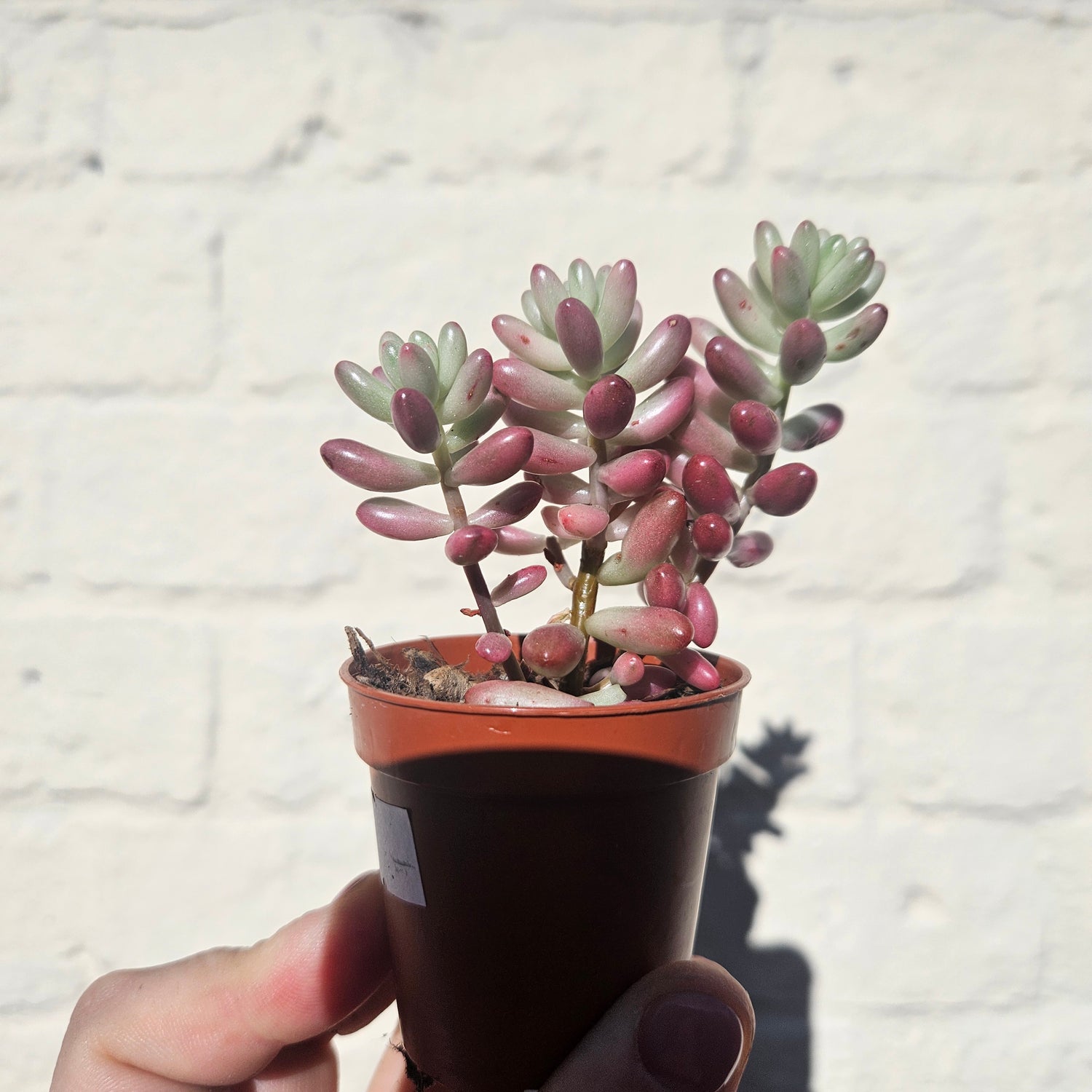 Sedum rubrotinctum rosea &