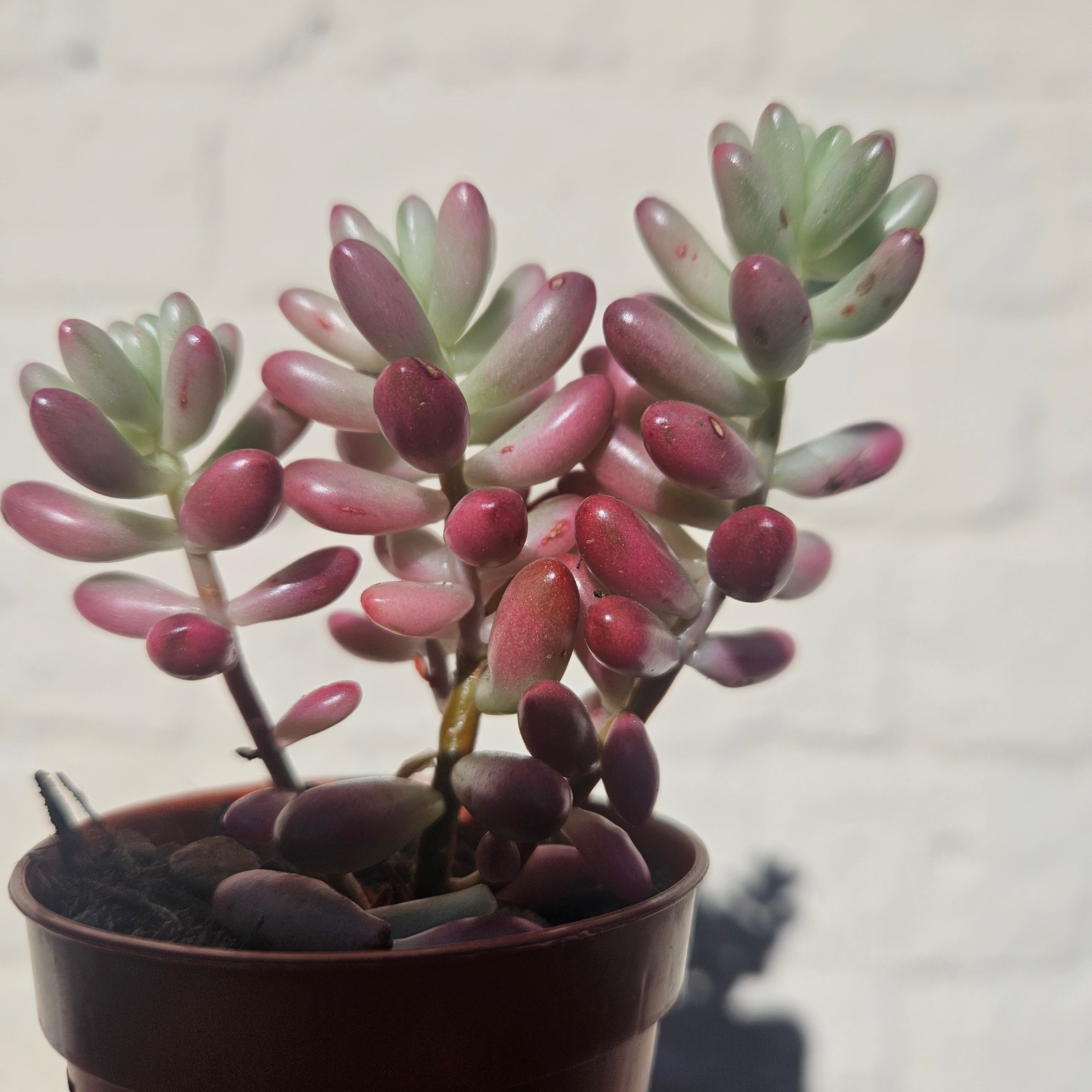 Sedum rubrotinctum rosea &