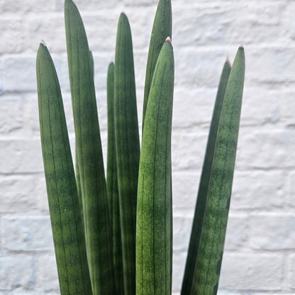 Sansevieria bacularis &