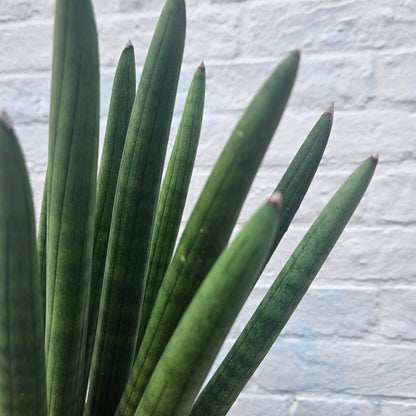 Sansevieria bacularis &