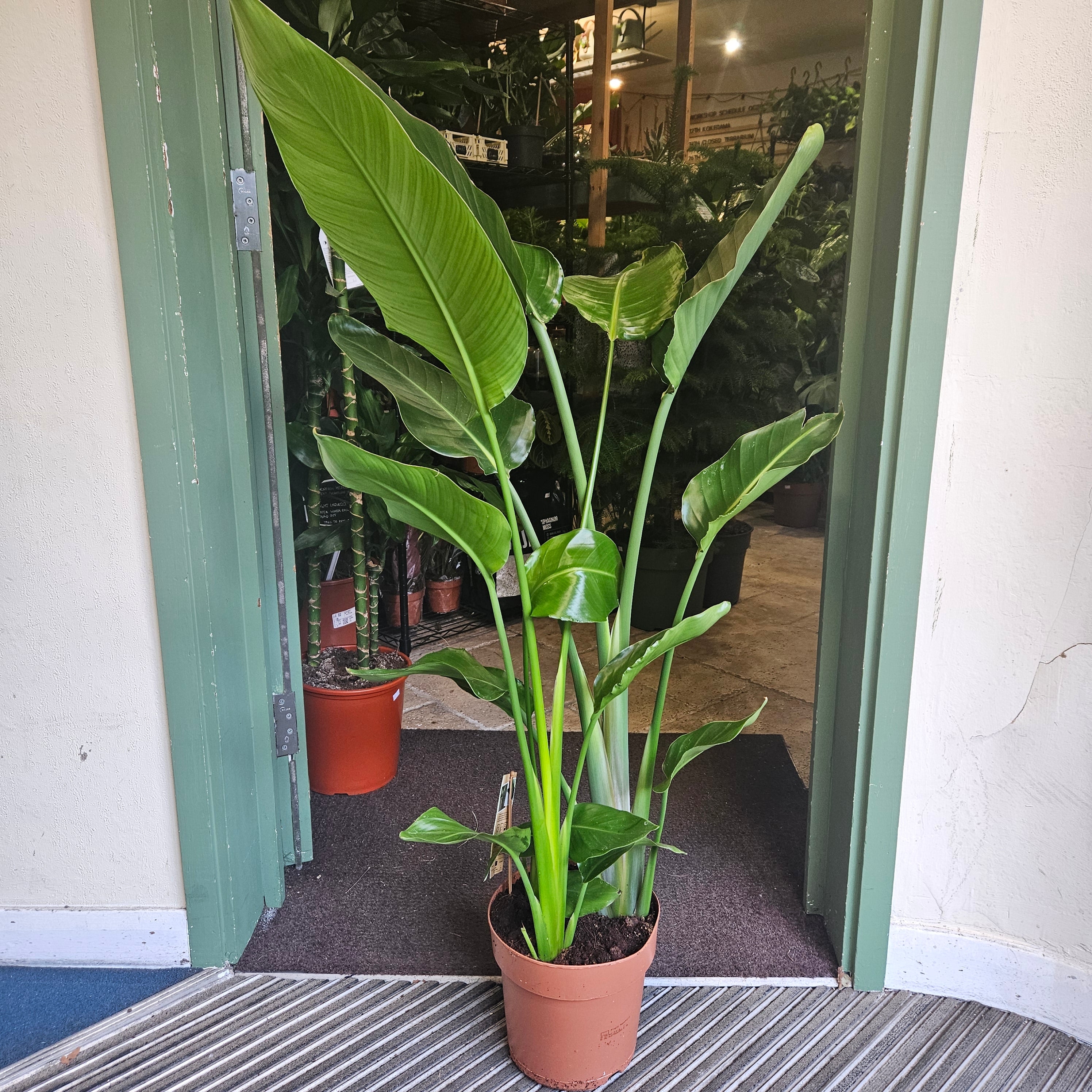 Strelitzia nicolai (White Bird of Paradise)