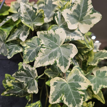 Hedera helix Geelbont (English Ivy)