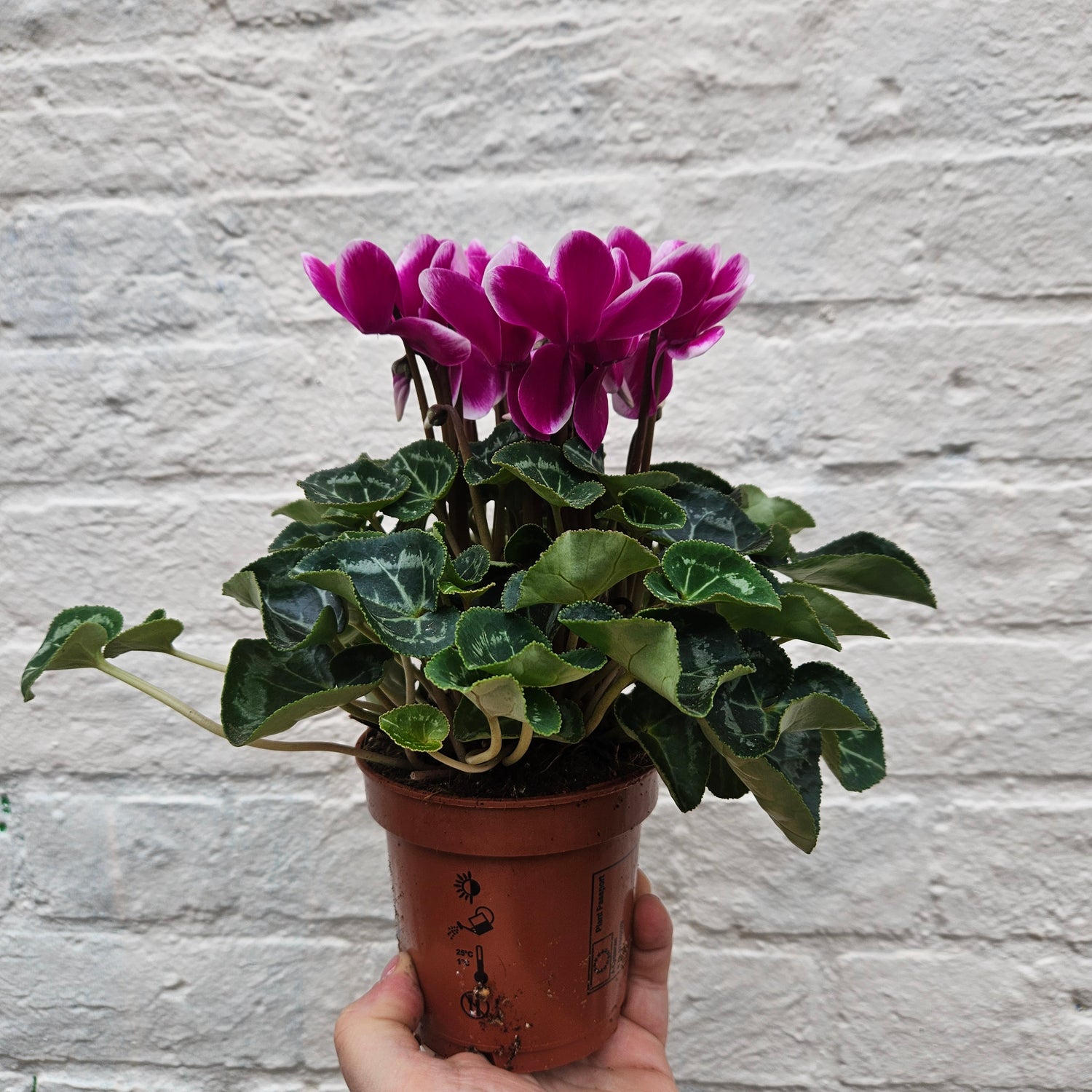 Cyclamen &