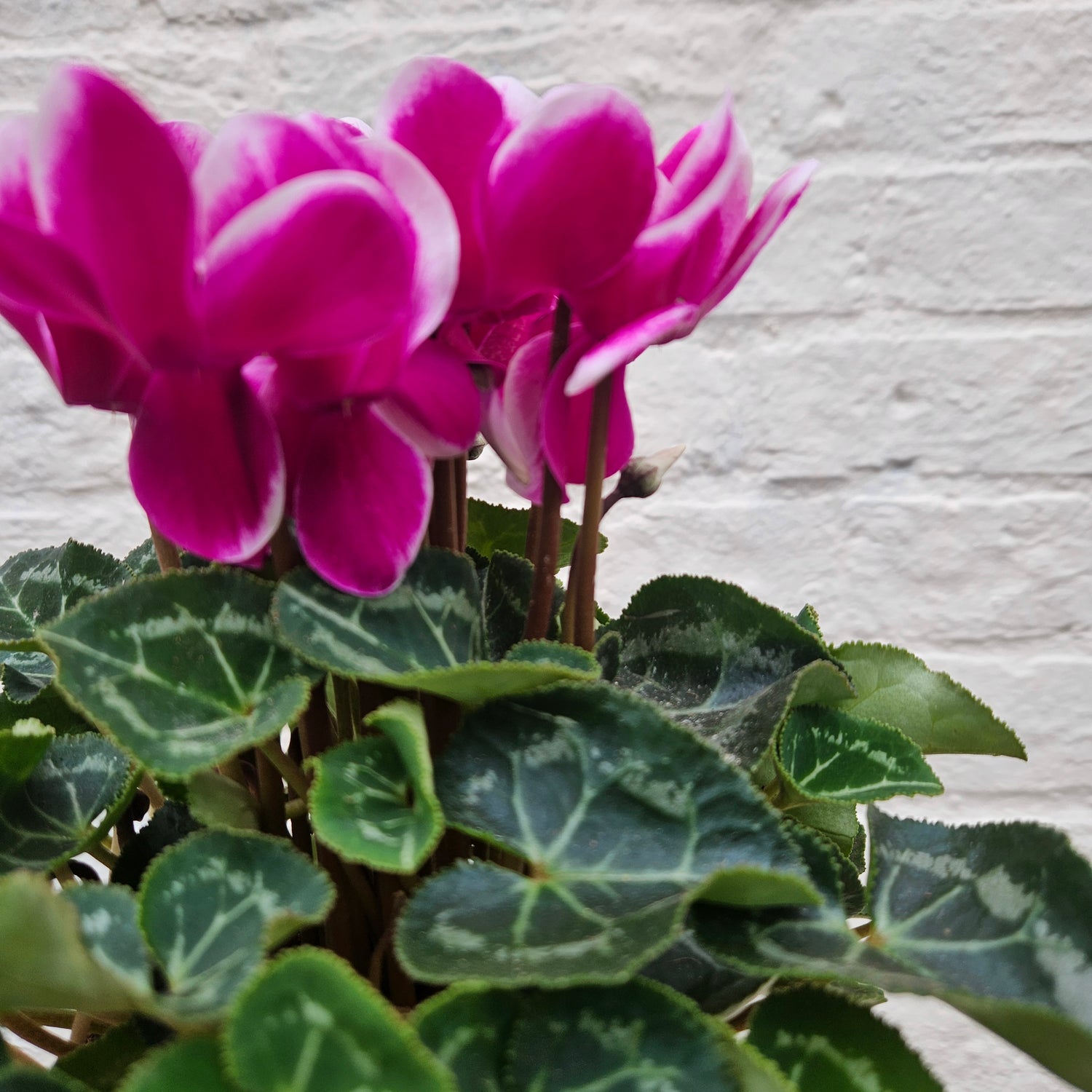 Cyclamen &