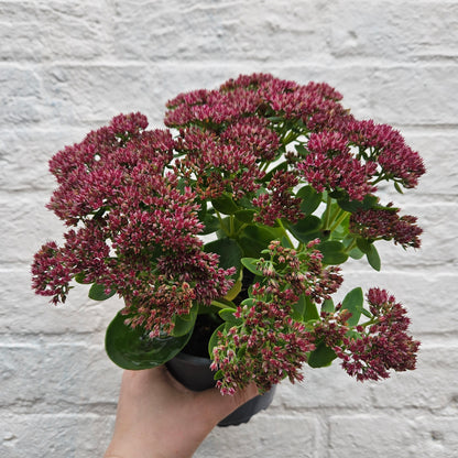 Sedum Varieties (Large)