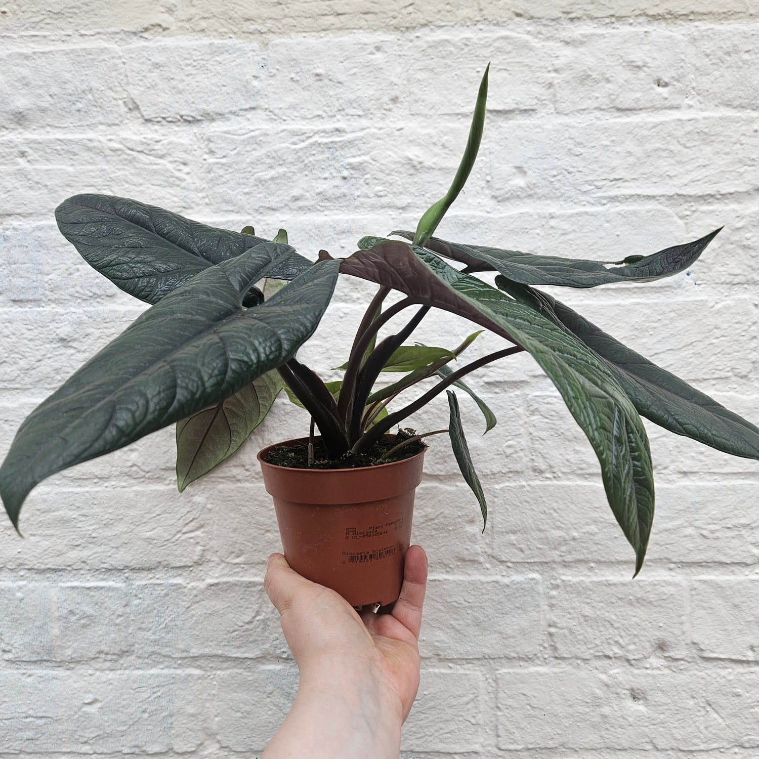 Alocasia scalprum (Elephant Ear)