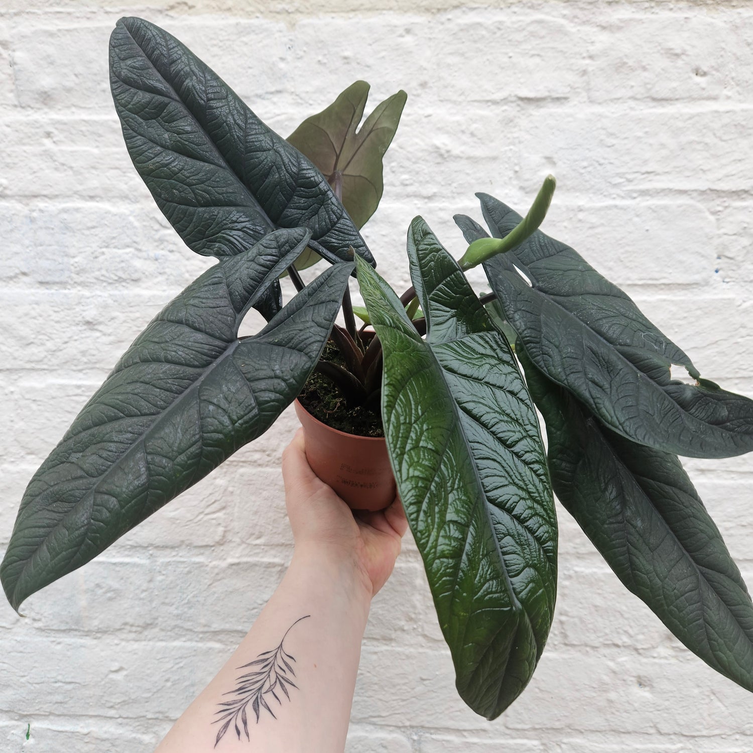 Alocasia scalprum (Elephant Ear)