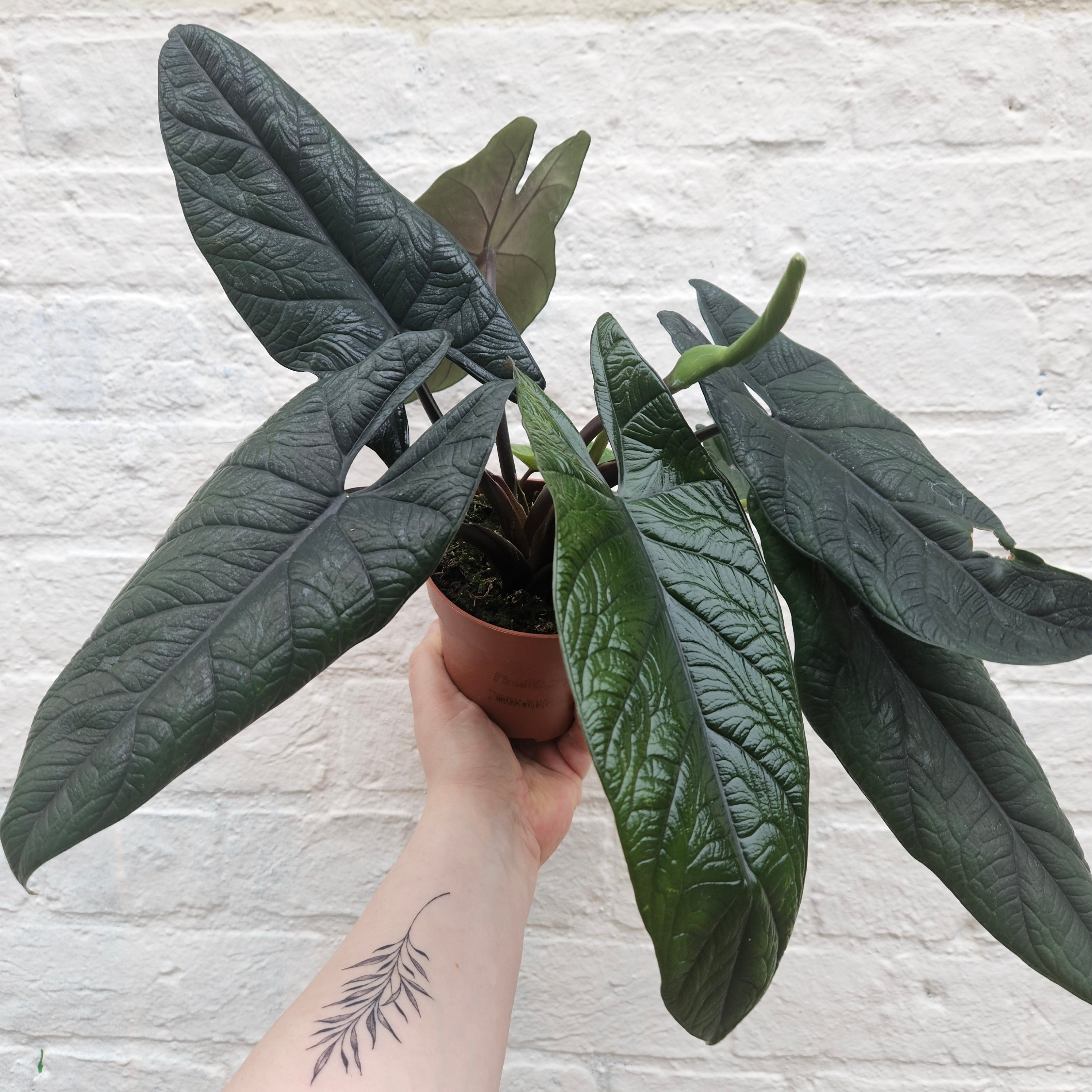 Alocasia scalprum (Elephant Ear)