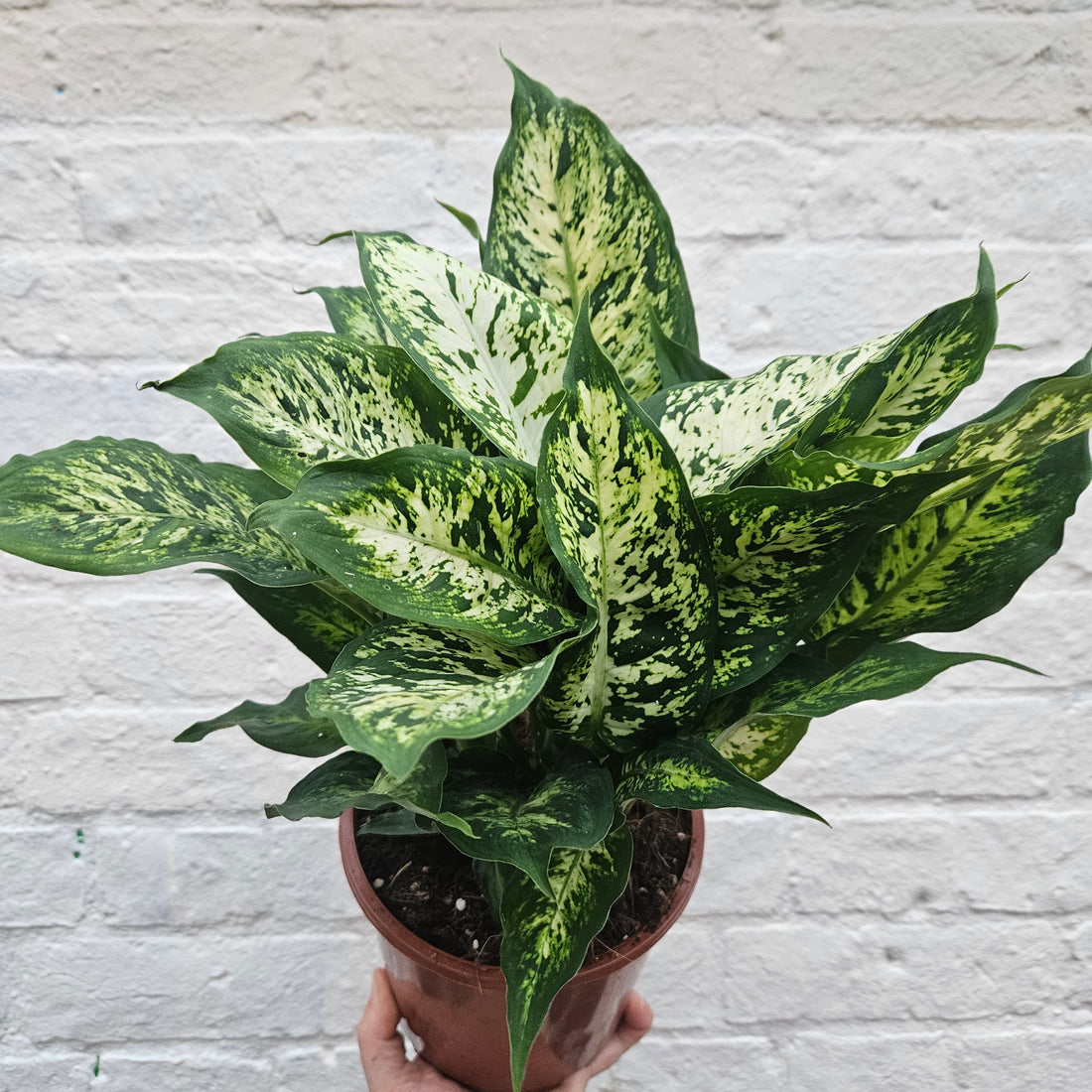 Dieffenbachia &