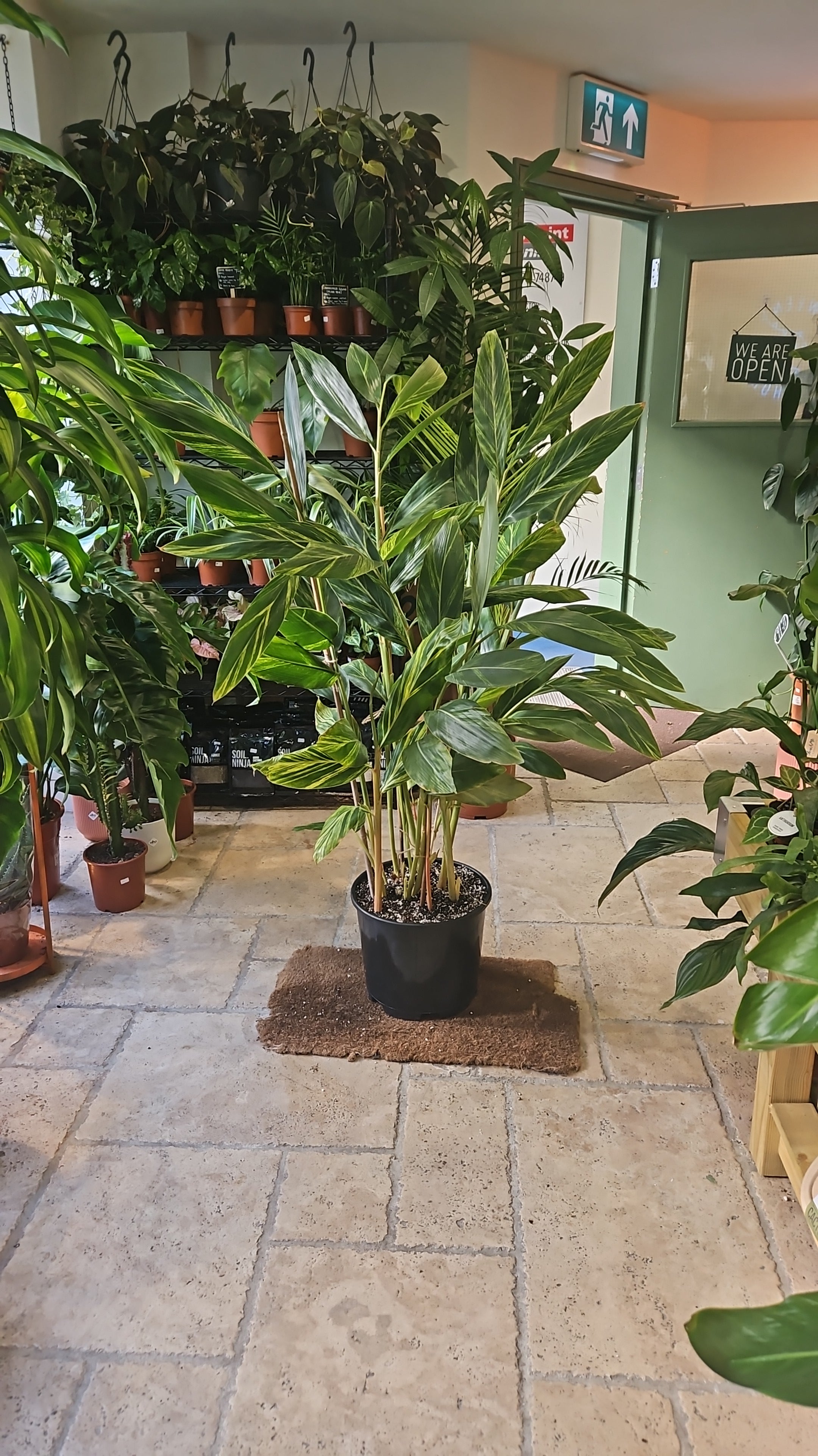 Alpinia Zerumbet Variegata (Variegated Shell Ginger)