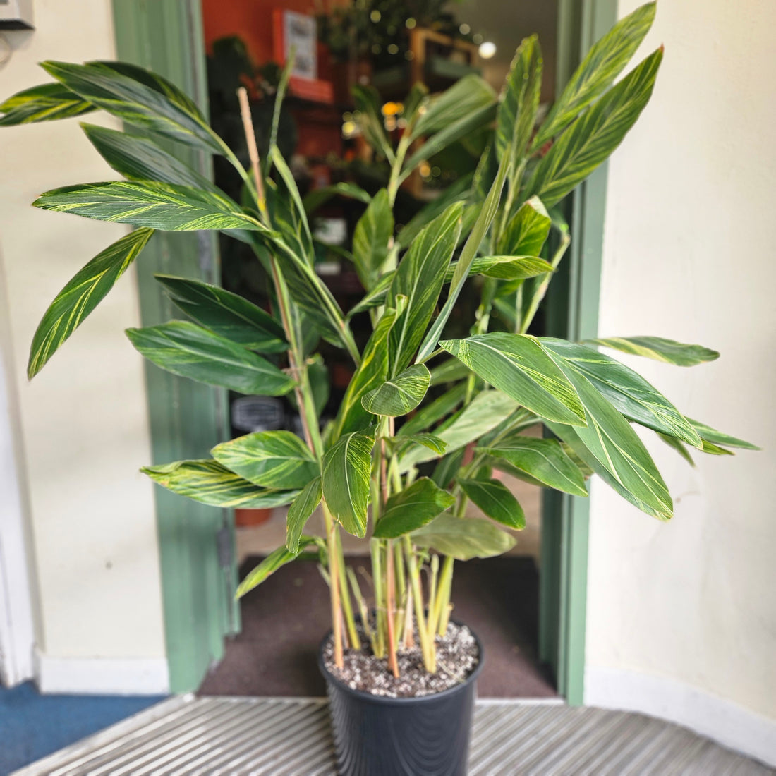 Alpinia Zerumbet Variegata (Variegated Shell Ginger)