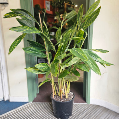 Alpinia Zerumbet Variegata (Variegated Shell Ginger)