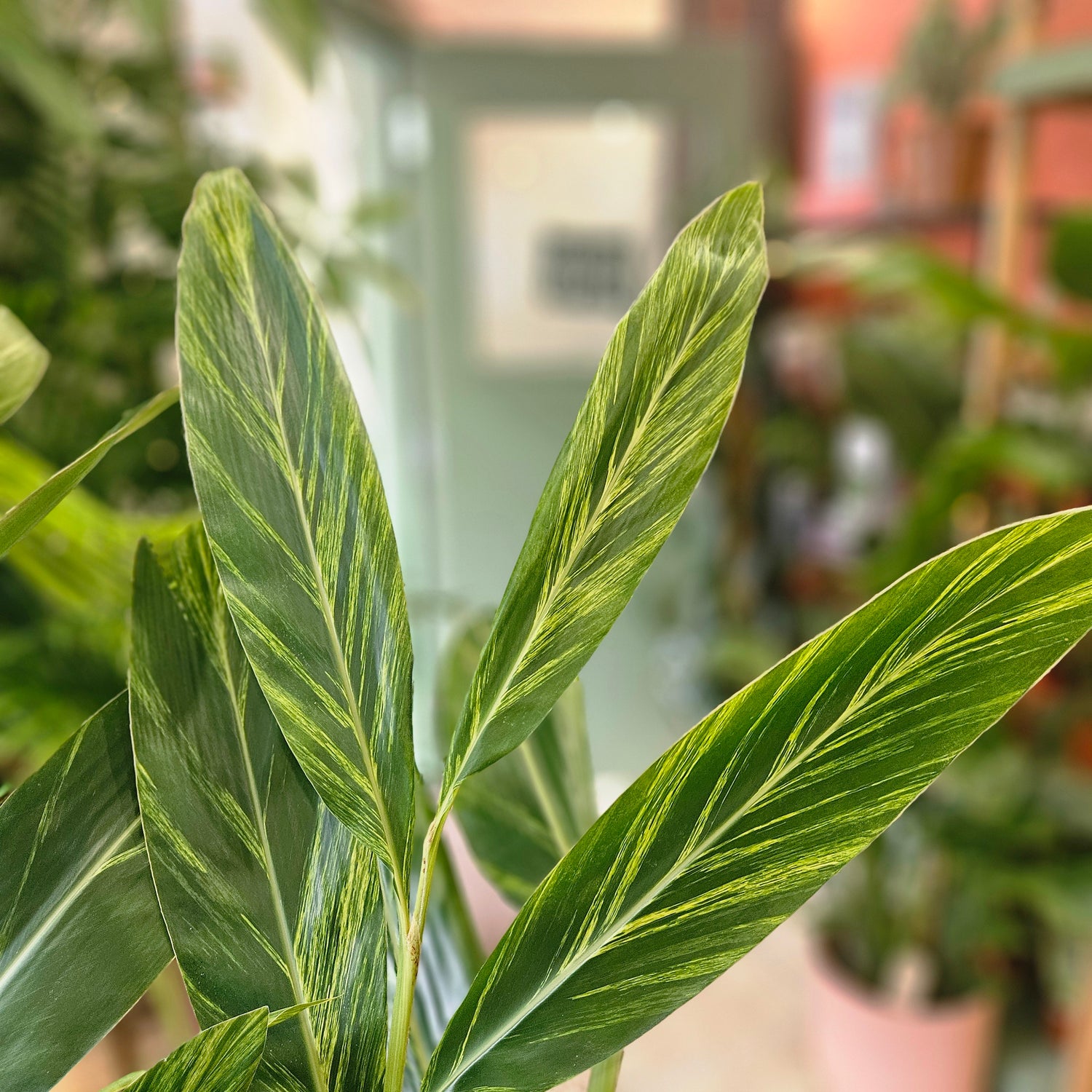 Alpinia Zerumbet Variegata (Variegated Shell Ginger)