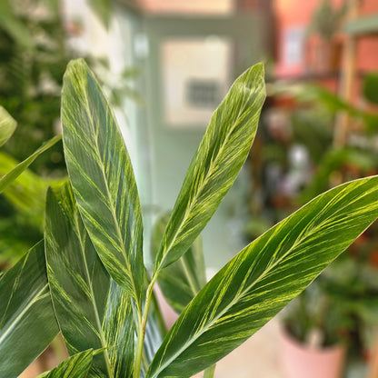 Alpinia Zerumbet Variegata (Variegated Shell Ginger)