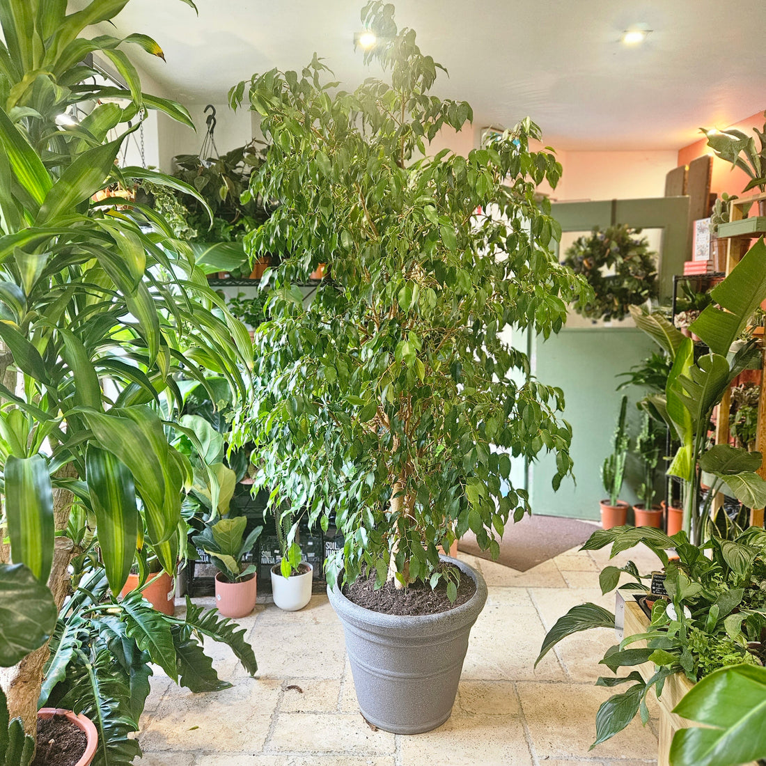 Ficus benjamina - Weeping Fig