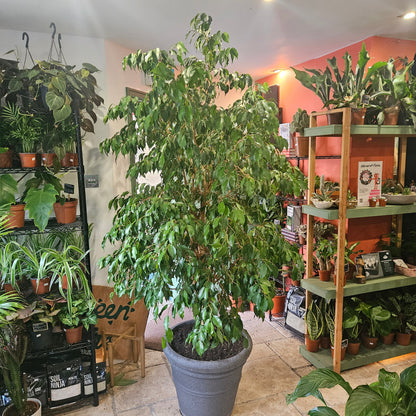 Ficus benjamina - Weeping Fig