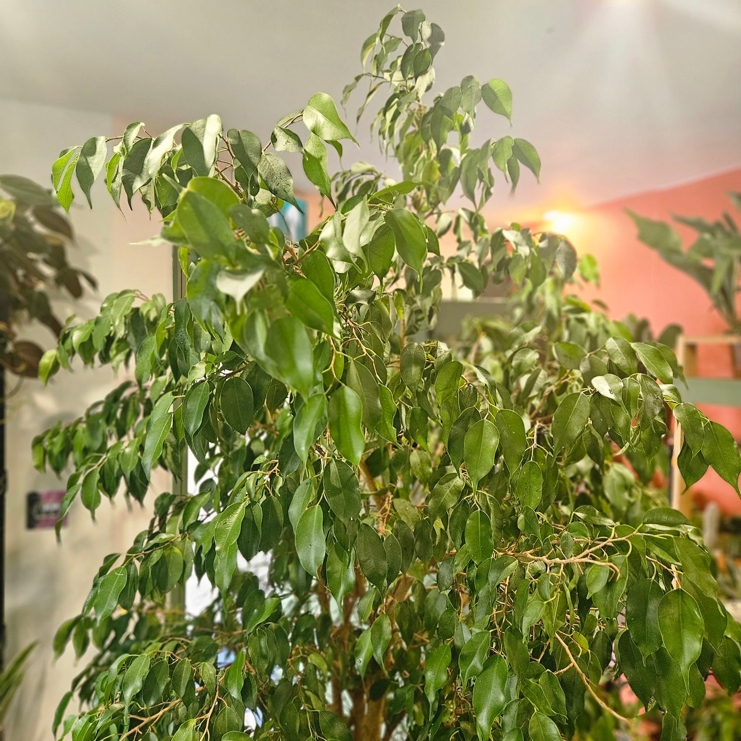 Ficus benjamina - Weeping Fig