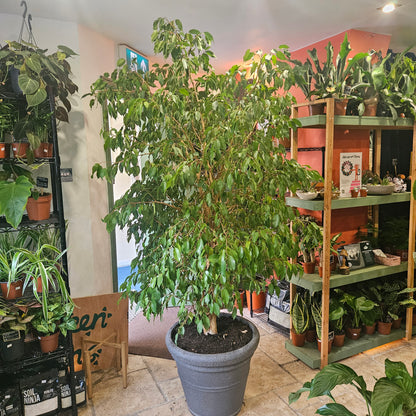 Ficus benjamina - Weeping Fig