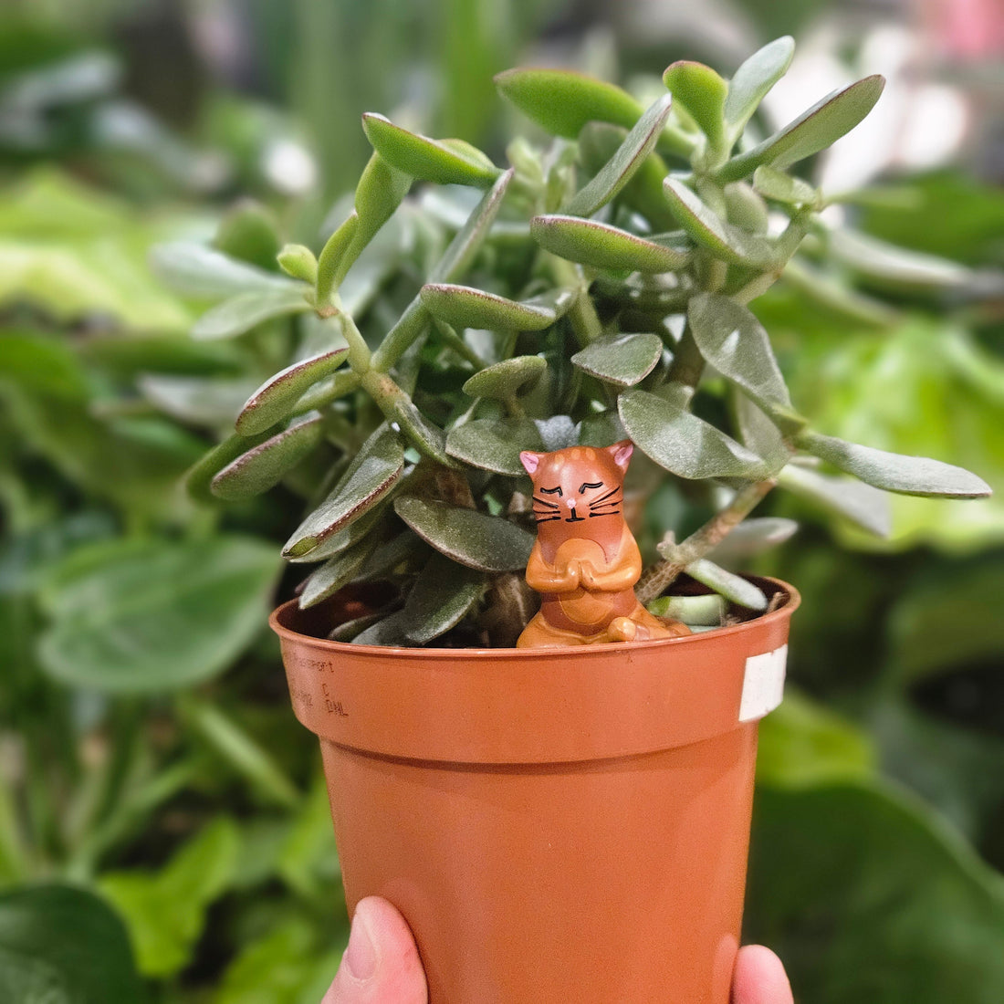 Mini Plant Pot Yoga Cats - pot decor