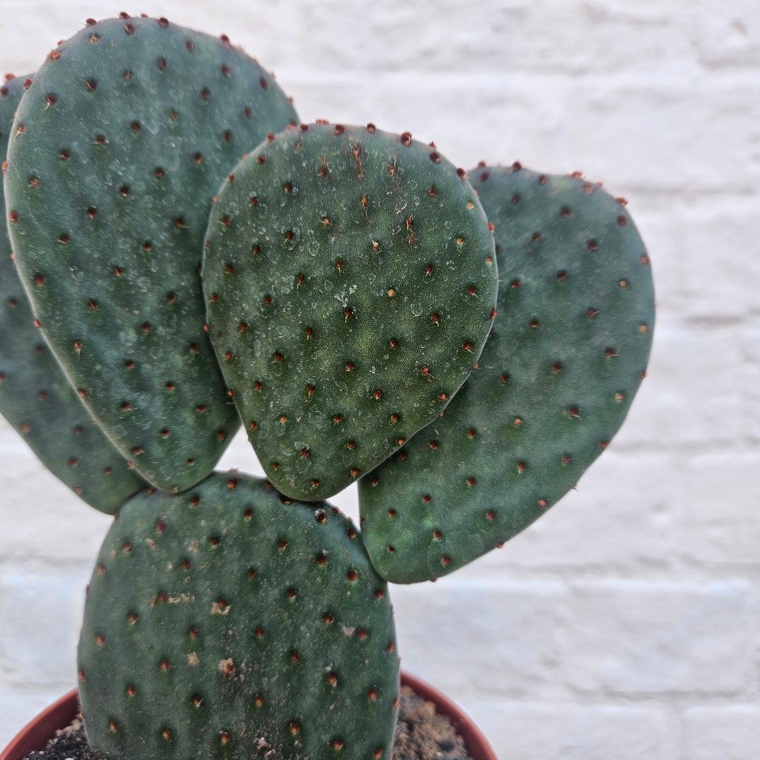 Opuntia microdasys Varieties (Bunny ear/ Angel wing cactus)