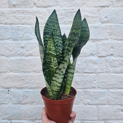 Sansevieria trifasciata &