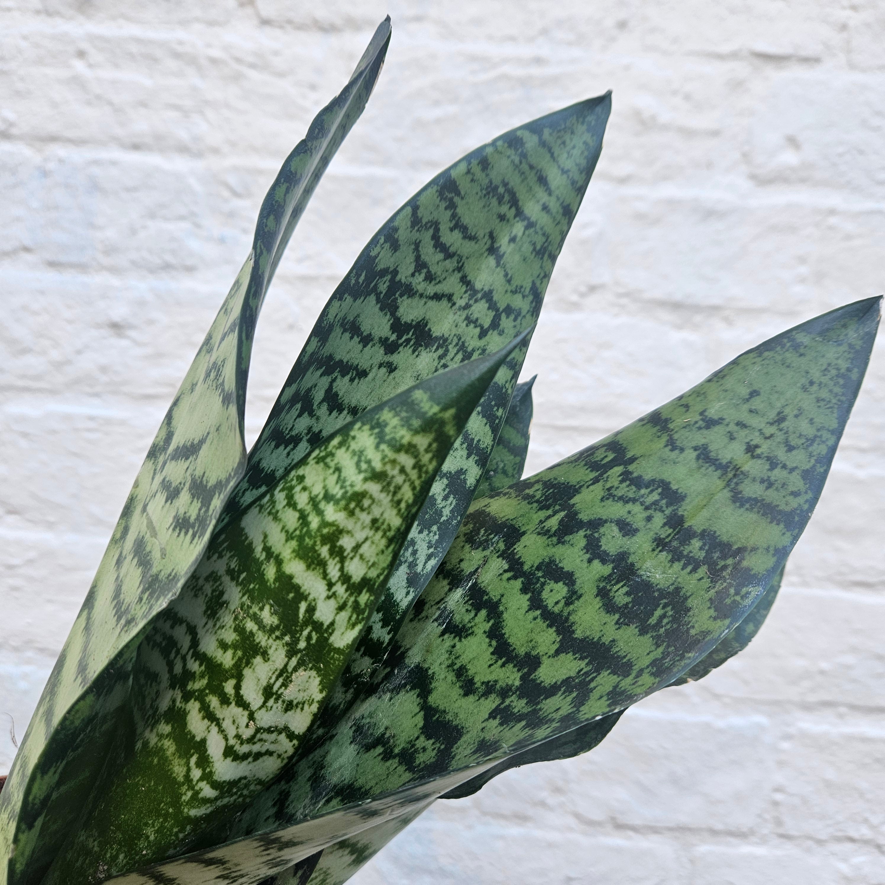 Sansevieria trifasciata &