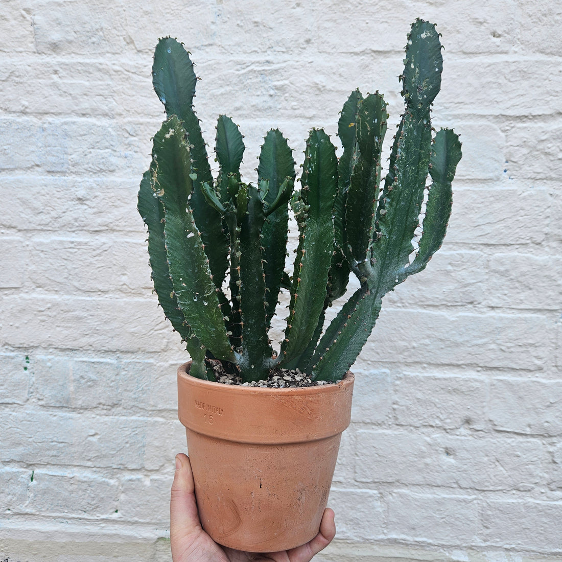 Euphorbia triangularis (African milk tree- Succulent tree)