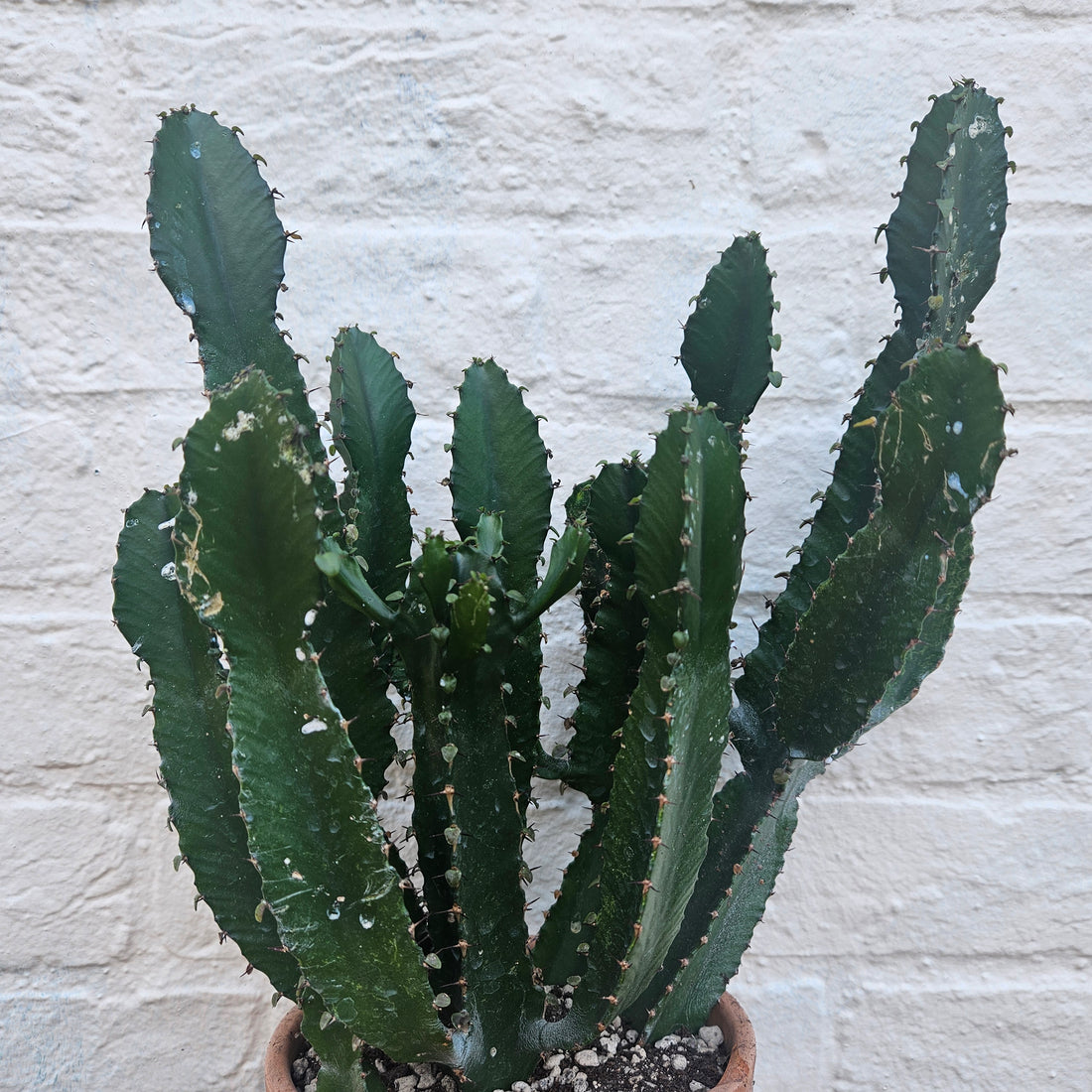 Euphorbia triangularis (African milk tree- Succulent tree)