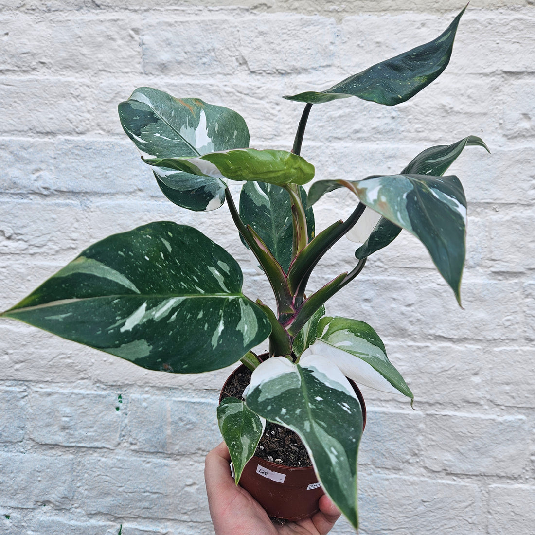 Philodendron erubescens &