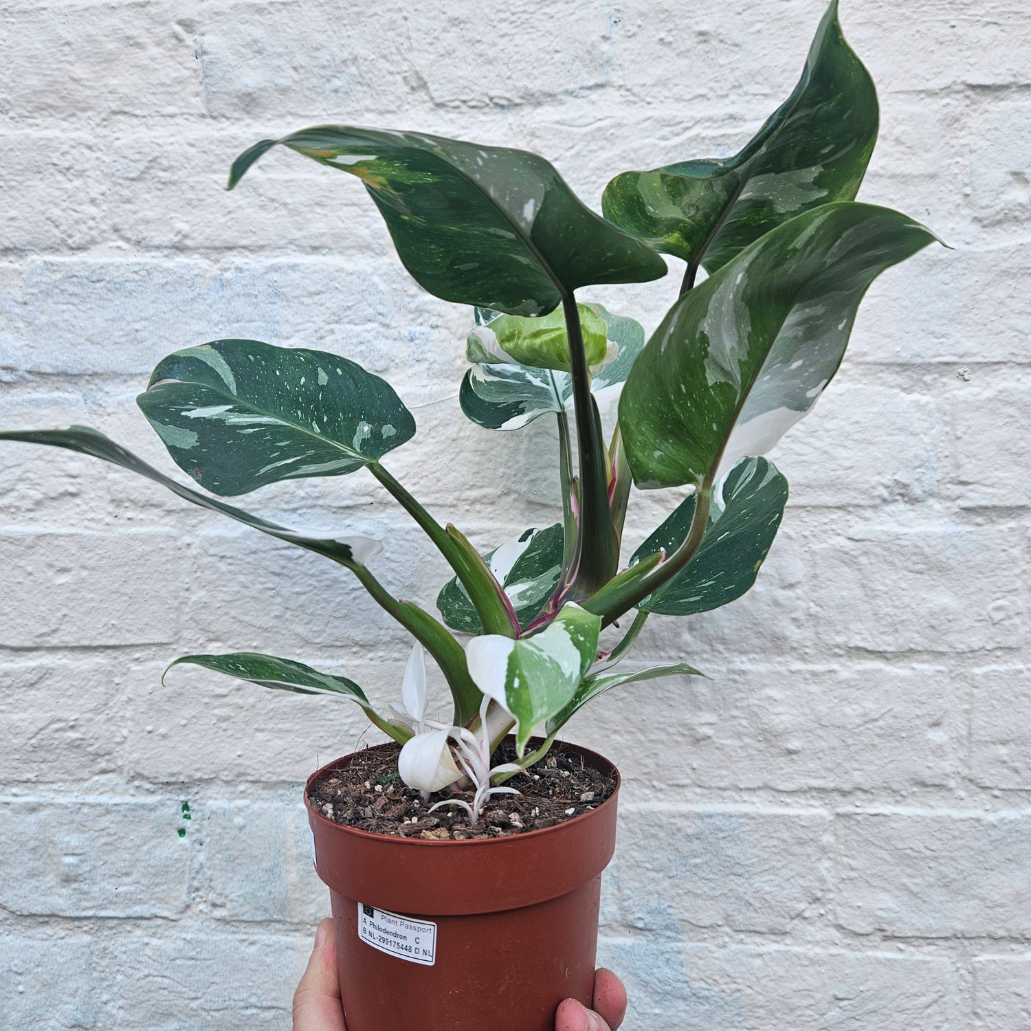 Philodendron erubescens &