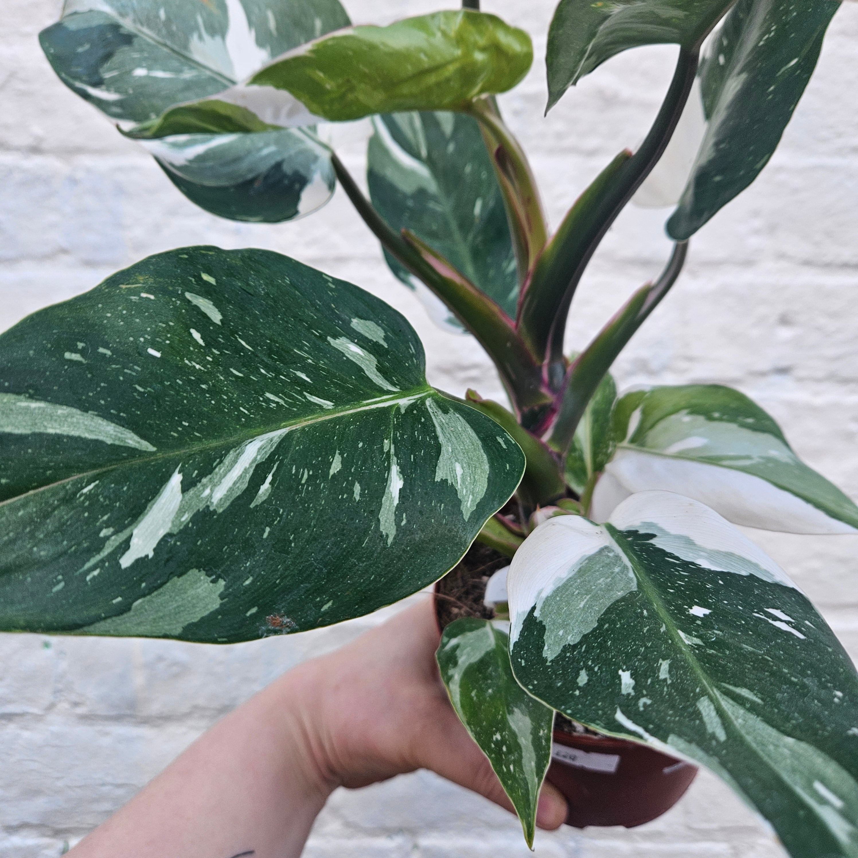 Philodendron erubescens &