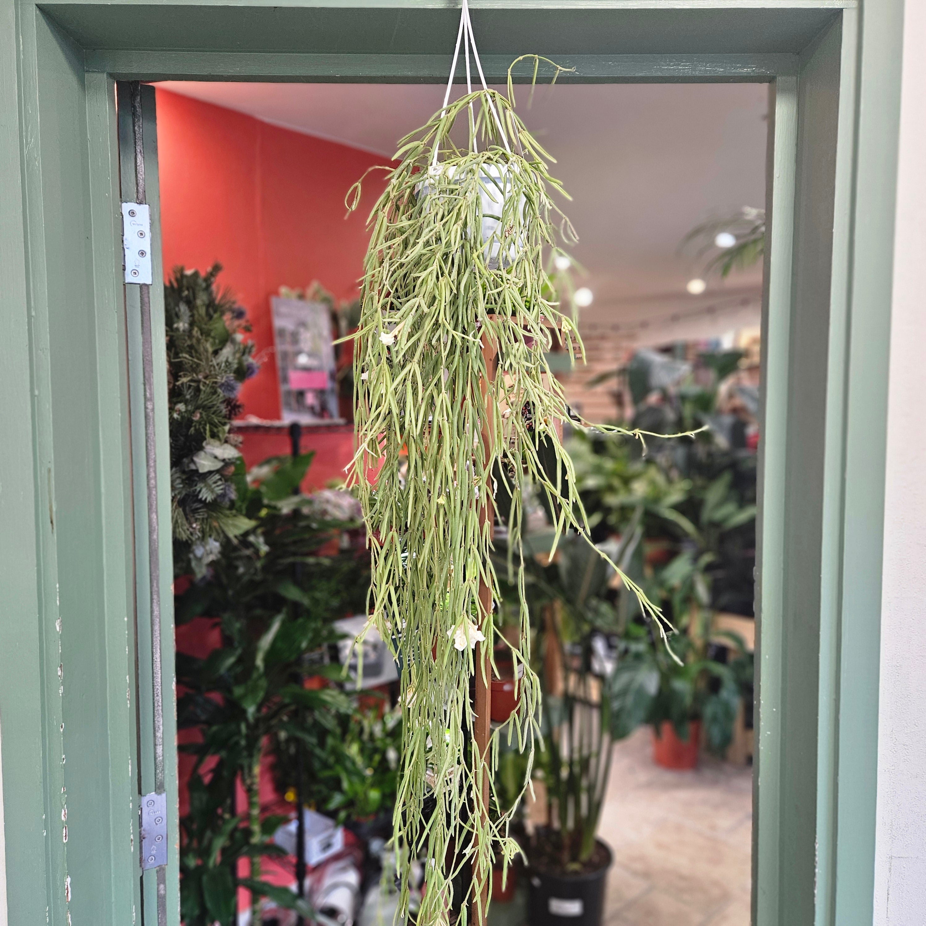 Hoya linearis (Wax plant) - In hanging pot