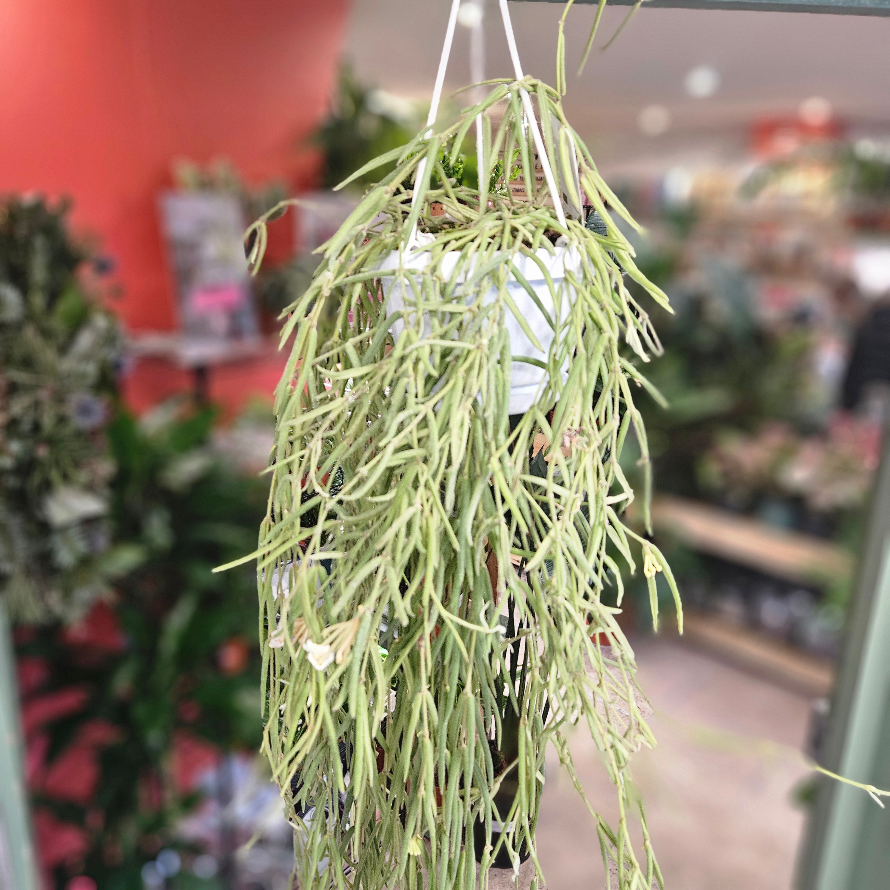 Hoya linearis (Wax plant) - In hanging pot