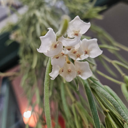 Hoya linearis (Wax plant) - In hanging pot