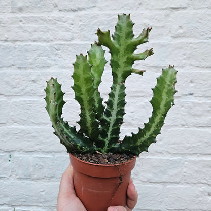 Euphorbia lactea (Mottled candlestick tree)