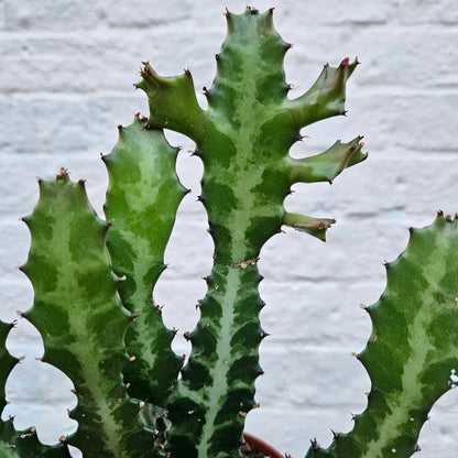 Euphorbia lactea (Mottled candlestick tree)