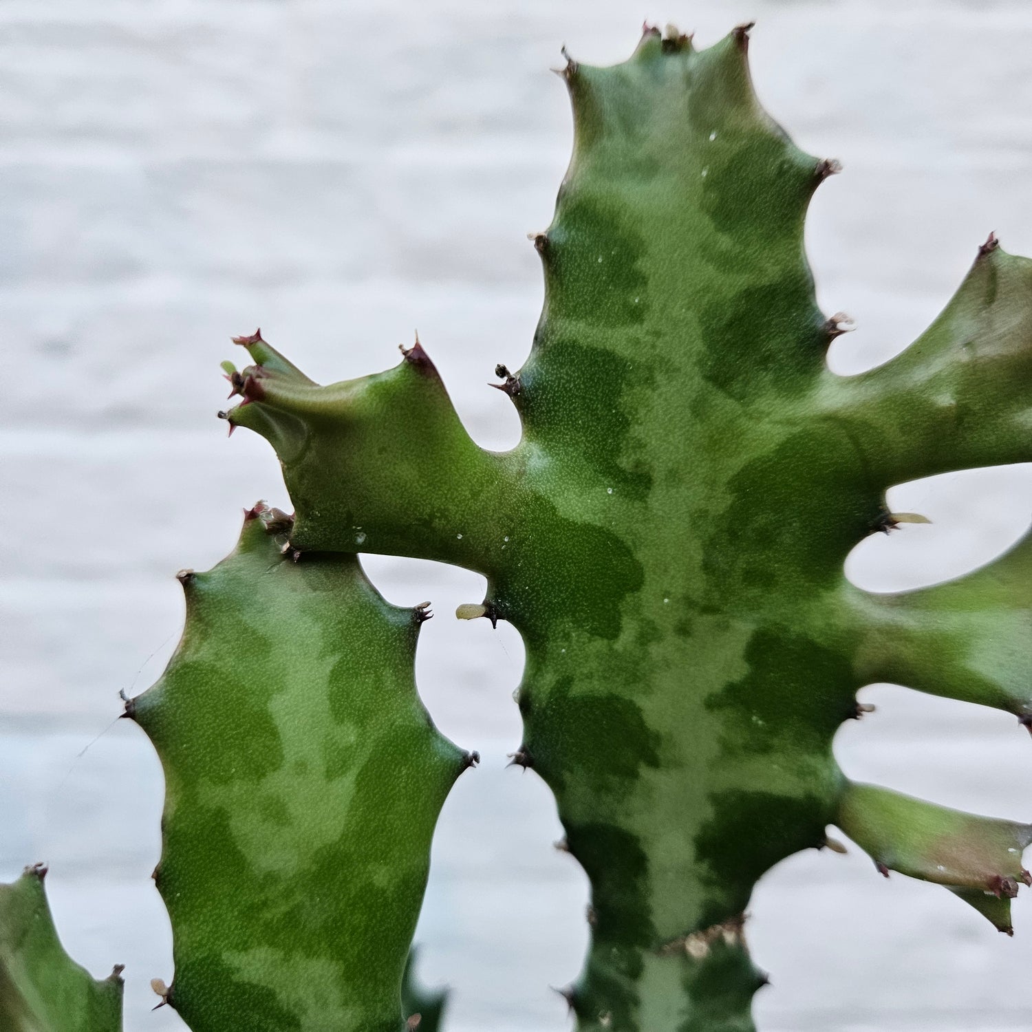 Euphorbia lactea (Mottled candlestick tree)