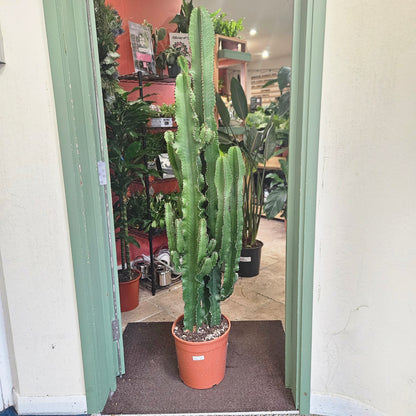 Euphorbia erytrea Double Stem (Candelabara Cactus/ Desert Cactus)