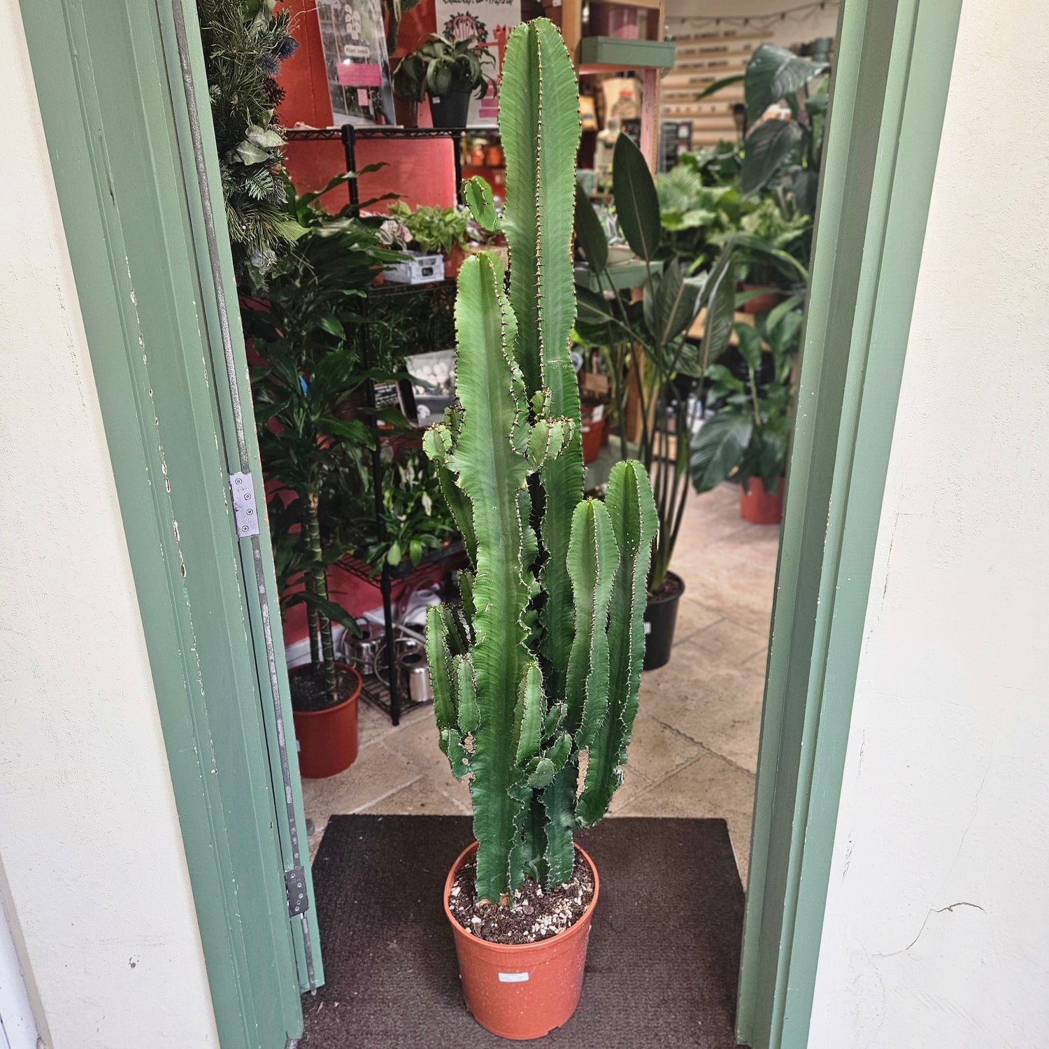 Euphorbia erytrea Double Stem (Candelabara Cactus/ Desert Cactus)