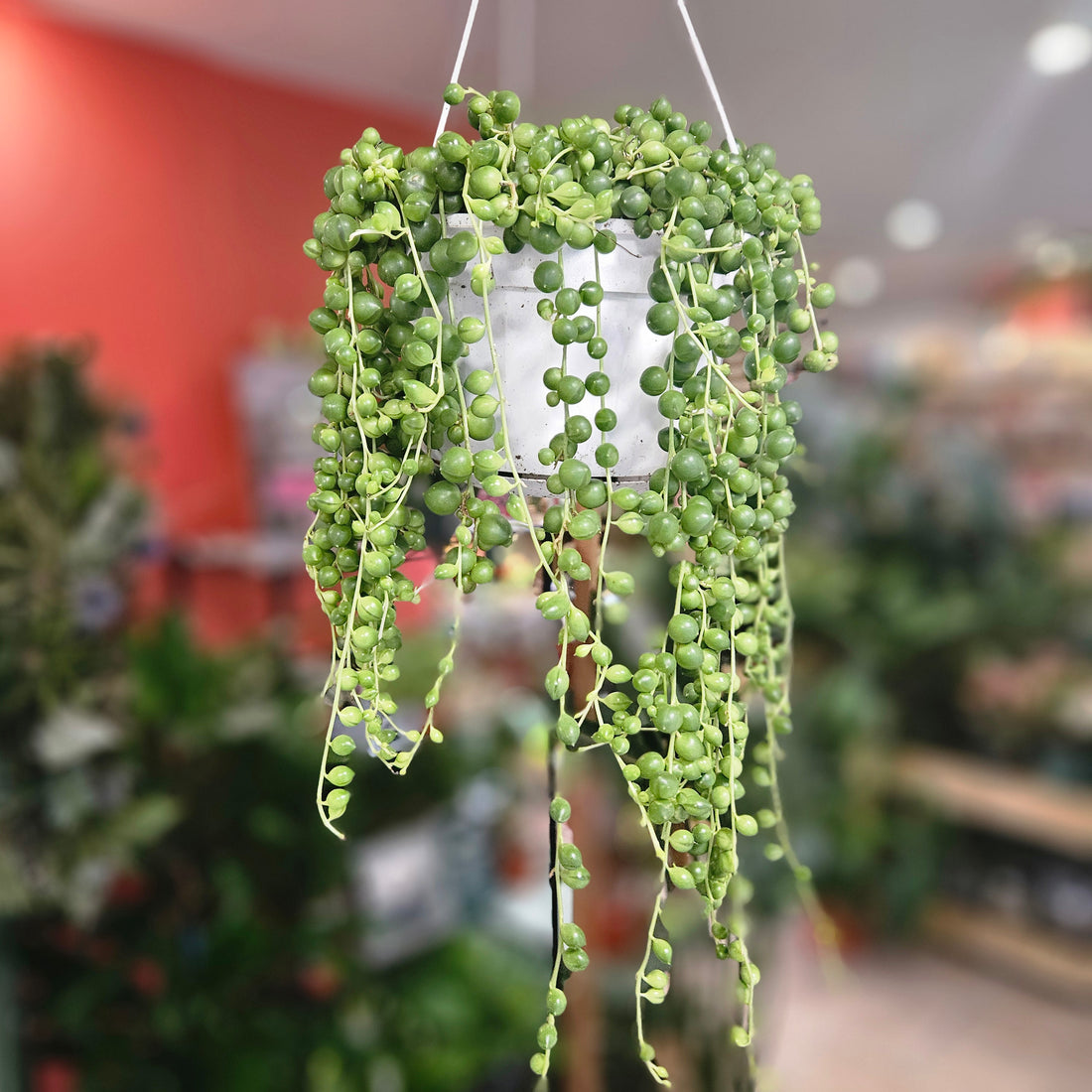 Senecio rowleyanus (String of beads/pearls) Various sizes