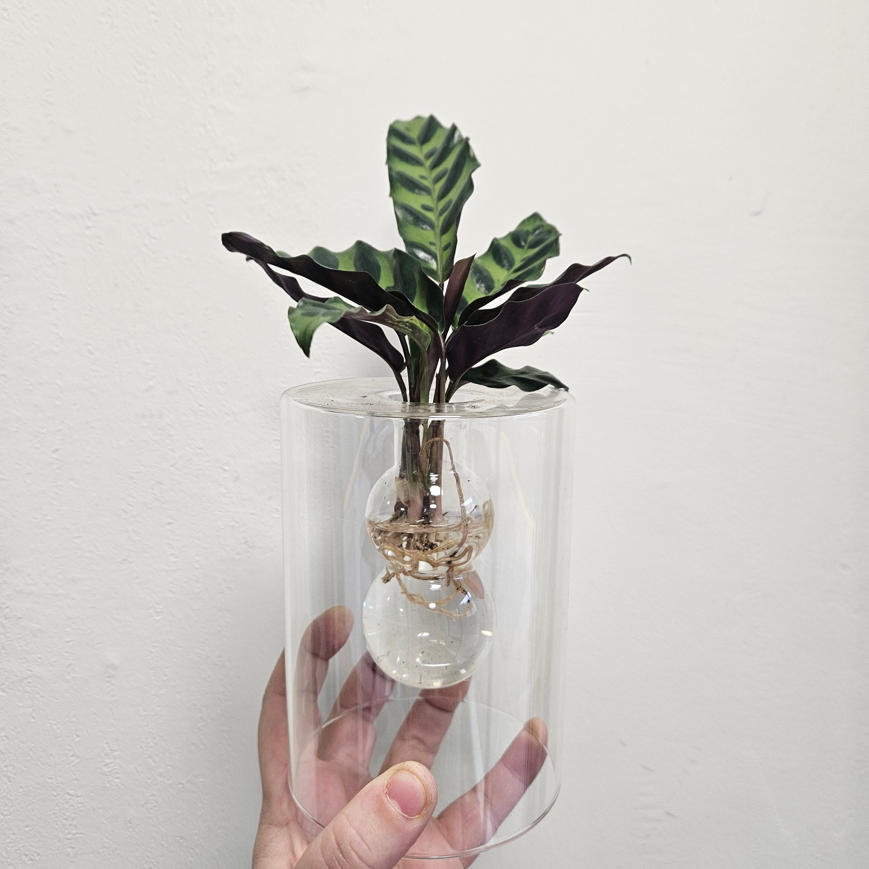 Hydroponic Plants in Glass