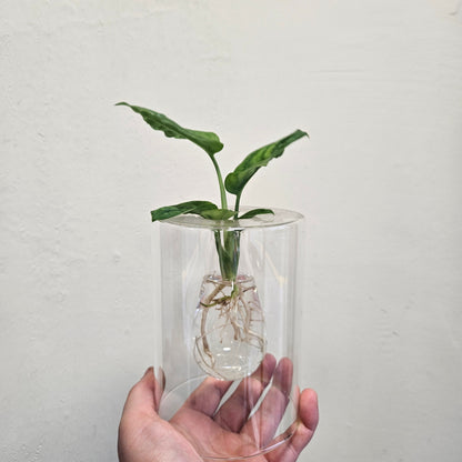 Hydroponic Plants in Glass