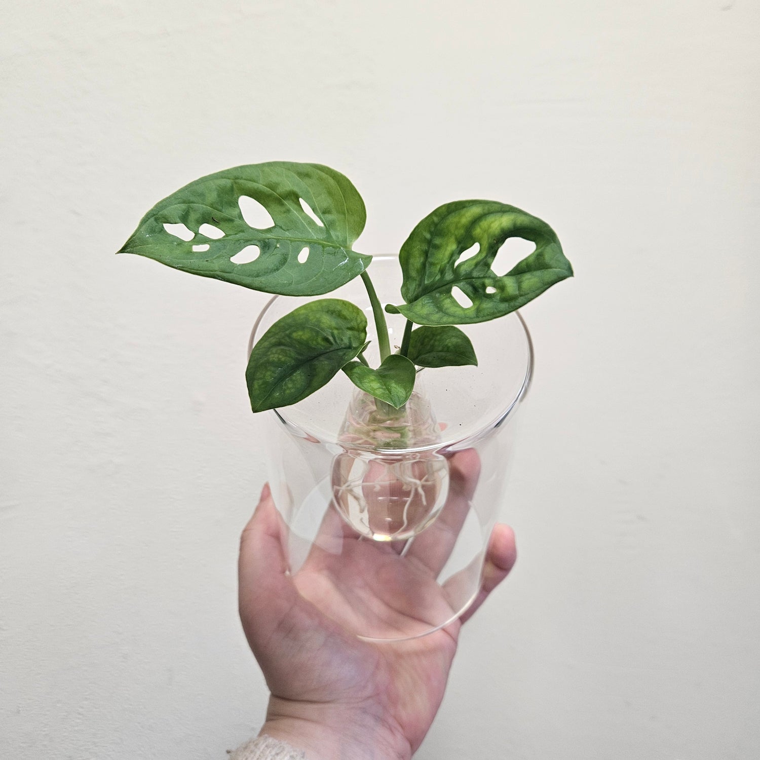 Hydroponic Plants in Glass