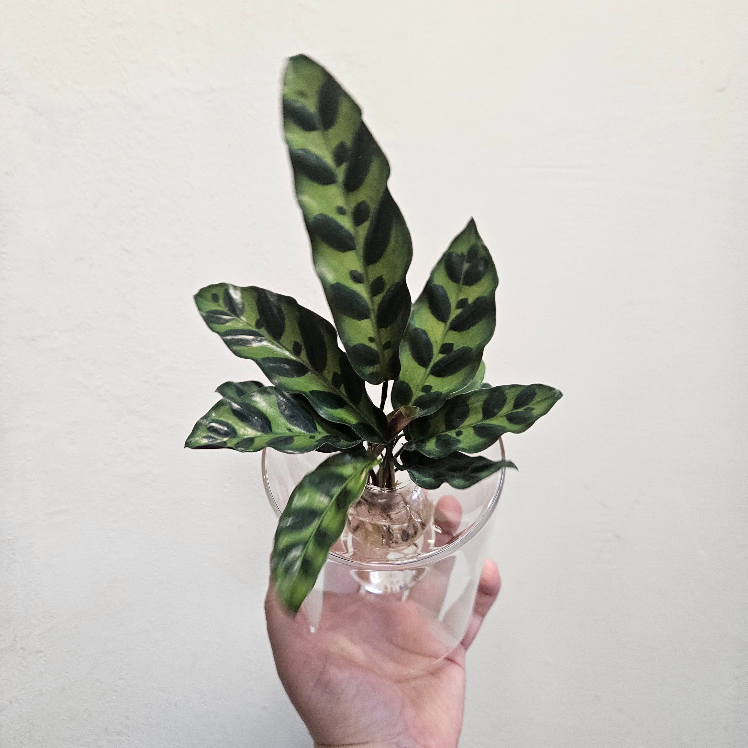 Hydroponic Plants in Glass