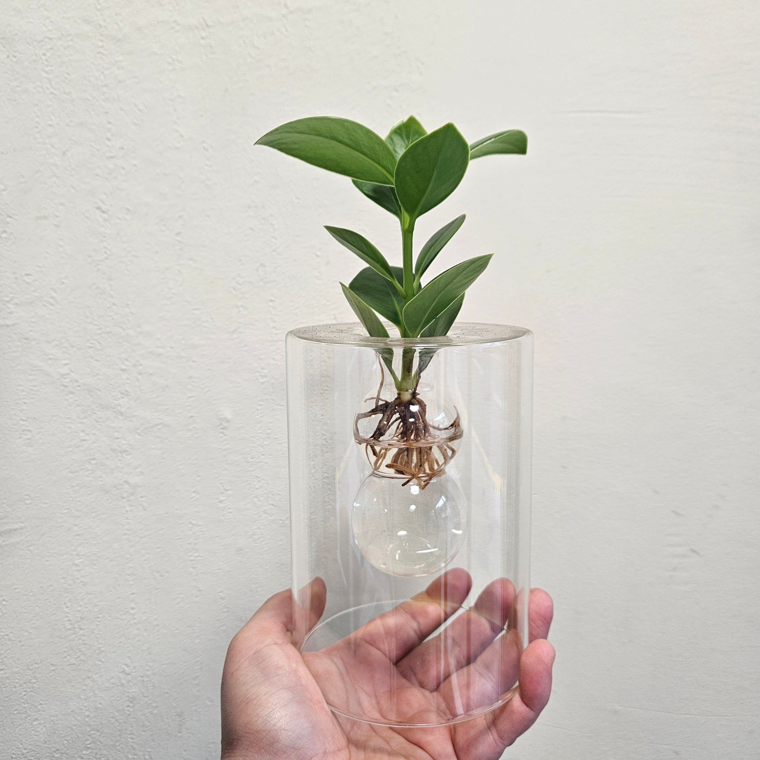 Hydroponic Plants in Glass