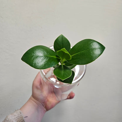 Hydroponic Plants in Glass