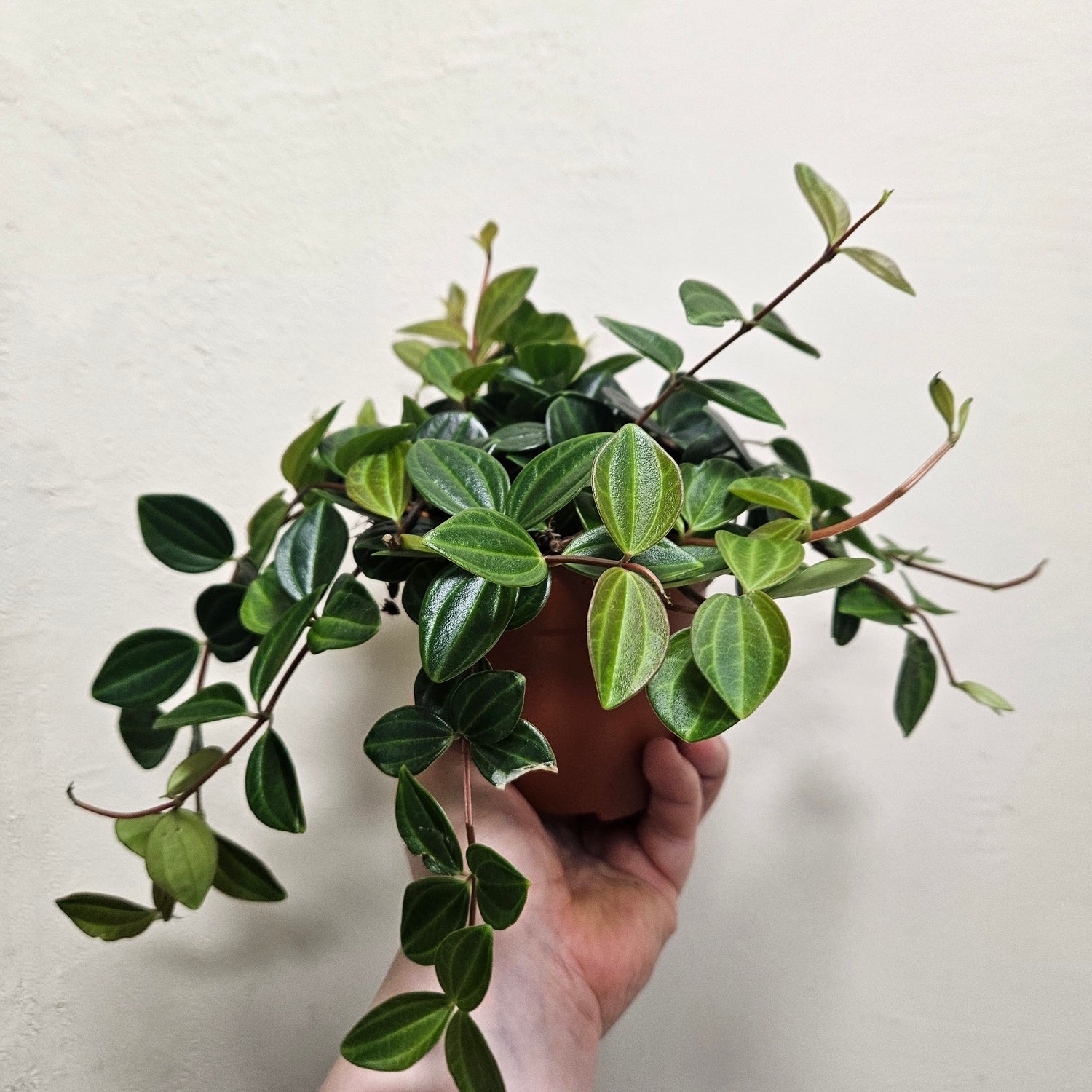 Peperomia angulata &