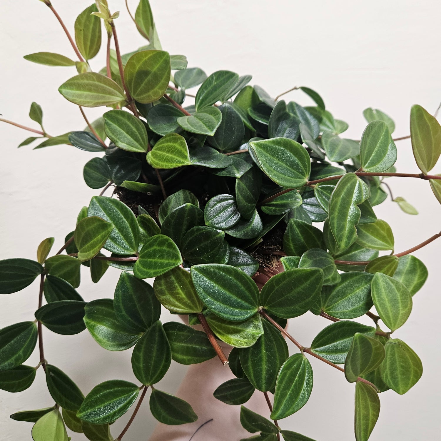 Peperomia angulata &